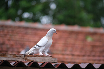 pigeon