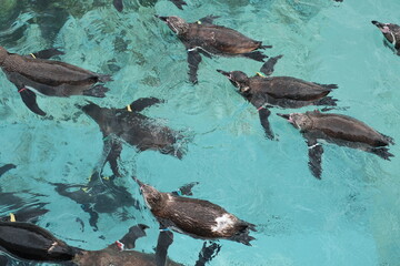 泳ぐペンギン　Swimming penguin
