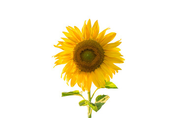 Sunflower isolated on white background with clipping path