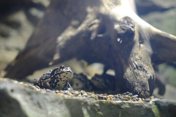 ヒキガエル　Japanese toad