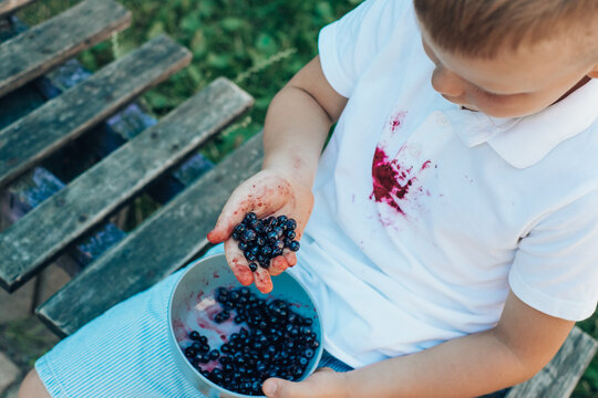 Close up children's hand holds blueberries. dirty stain on a white t-shirt outdoors. 