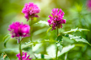 Fototapeta premium Clover flowers grow in the garden in summer 