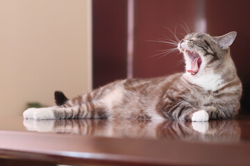 テーブルの上で大あくびをする可愛いトラ猫
