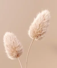 Foto op Plexiglas Meloen Droge pluizige bloemen beige pastel kleur boho achtergrond 3D-rendering. Abstracte Pampagras geïsoleerd