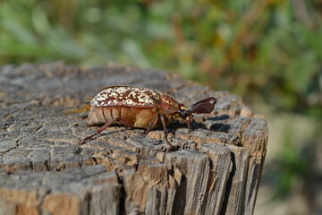 May beetle on a tree stump.