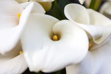 Fototapeta na wymiar White calla lilies background. Bride bouquet
