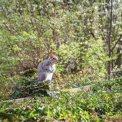 Gray squirrel sits in the grass in the city park