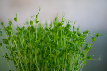 Pea microgreen sprouts close up