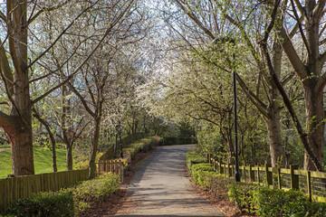 Entrance to the park in early spring, walkway and fences on the sides.