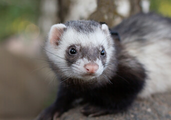 Sable ferret, Mustela putorius, walking on the green grass