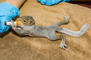 Syringe feeding an orphaned Gray Squirrel