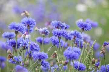 Obraz premium Blue cornflower 'Bachelor's button' in flower