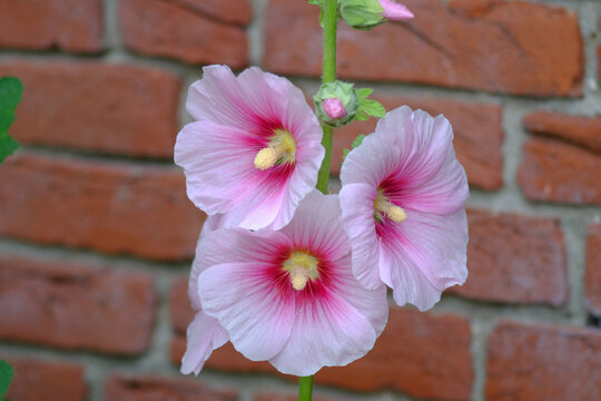 Bl&uuml;ten einer Stock- oder Bauernrose
