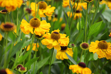 Yellow helenium sneezeweed 'wesergold' in flower