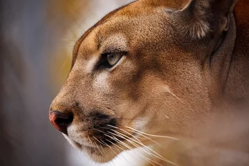 Foto op Plexiglas portrait of a puma or mountain lion  © hecke71
