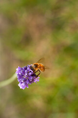 Bee on purple lavender flower