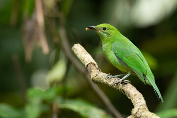 Juvenile Orange-bellied Leafbird perching on a perch