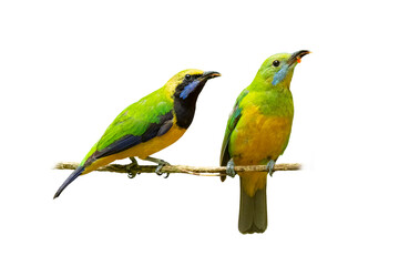 Fototapeta na wymiar Orange-bellied Leafbird perching on a perch