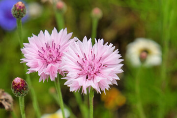 Pink cornflower 'Bachelor's button' in flower © Alexandra
