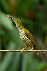 Streaked Spiderhunter perching on a perch