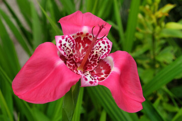 Tigridia Pavonia or peacock tiger flower in bloom