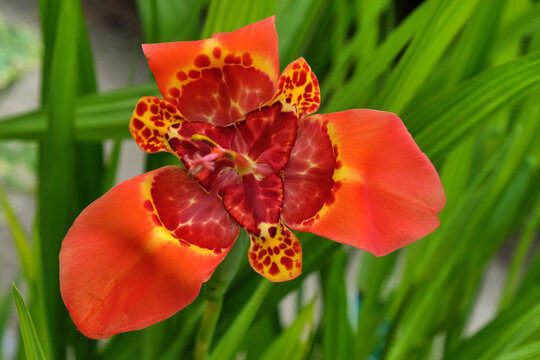 Tigridia Pavonia or peacock tiger flower in bloom