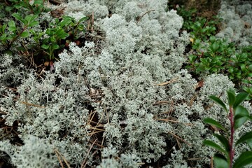 moss white moss