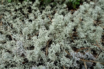 moss white moss