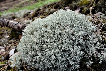 moss white moss
