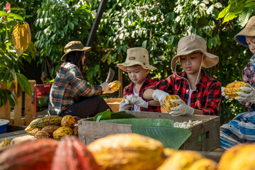 The children helped to unpack the cocoa pods, Fresh cacao pod cut exposing cocoa seeds, with a cocoa plant, cacao beans fermented in wooden barrels, to maintain the quality of cacao flavor