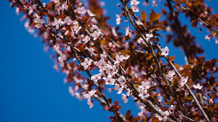 Prunus cerasifera 'Nigra' (Black Cherry Plum or prunus 'Pissardii Nigra') blossom pink flowers with purple leaves on blue sky background. City park Krasnodar or Galitsky Park in spring 2021