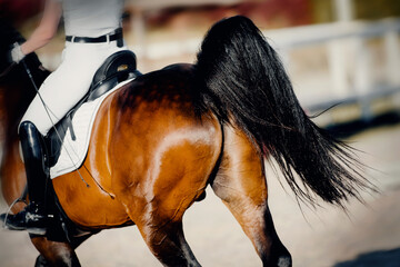 Equestrian sport. The fluttering tail of a horse. The leg of the rider in the stirrup, riding on a...