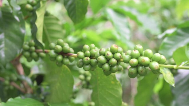 Coffee beans in the garden.