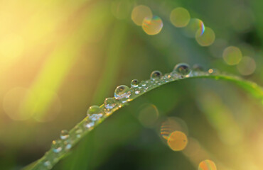 raindrops or dew on a green blade of grass close-up, an abstract image of nature with sunlight and...