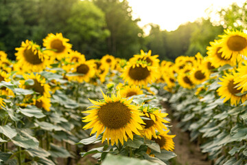 Sunflowers Plantation - Sunflower Field Agriculture