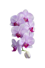 Naklejka na ściany i meble beautiful purple (Phalaenopsis) orchid flowers, isolated on white background. Object with clipping path