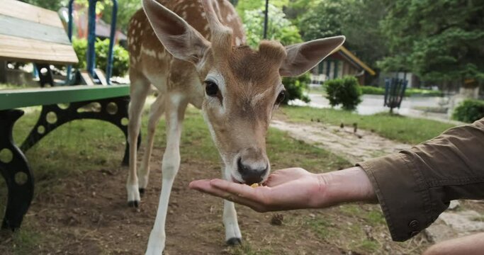 Deer eating corn in zoo from hand in summer. Family petting zoo, close-up. Little fawn comes up to mens palm with food in park. Holidays in national park with wild animals. 4k footage