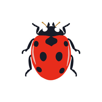 vector drawing of a ladybug, an icon on a white background