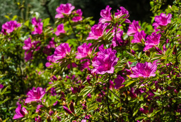 Bright pink Rhododendron Azalea close-up. Luxury colorful inflorescences of rhododendron in spring Arboretum Park Southern Cultures in Sirius (Adler). Nature wallpaper, copy space
