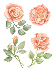 watercolor orange yellow roses set