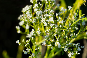 White flowers of alyssum begin to bloom. Alyssum flowers close-up on a black background.