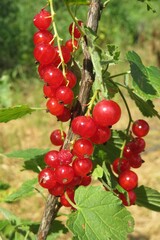 Red currant berries on branch in the garden, closeup