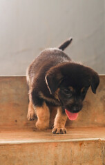 cute little german shepherd puppy running down the stairs carefully with tongue out 