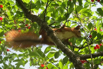 Schilderijen op glas Rode eekhoorn op een kersenboom in de tuin © natalya2015