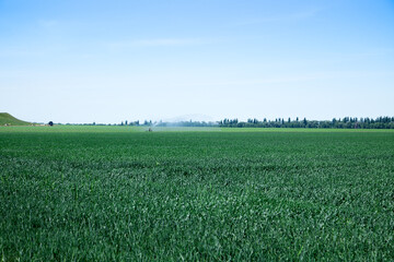 Green field of bread. Farming. Summer day. Nature