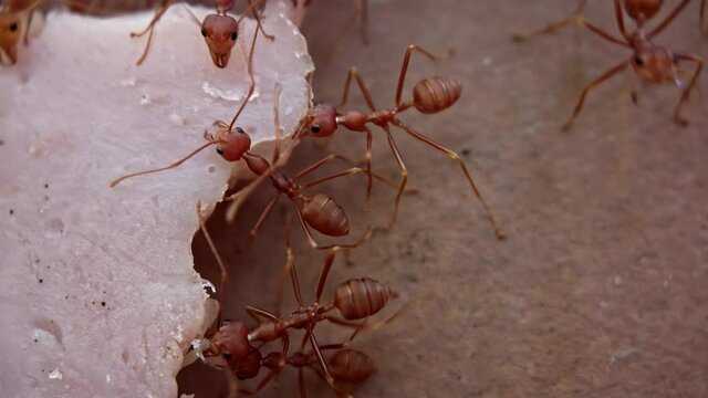 Close up. Macro photography. Teamwork red ants carry a piece of ham up the wall ProRes 4k