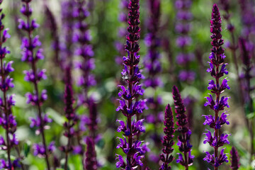 Obraz premium Blossom purple sage on semicircular terraces in city park Krasnodar or Galitsky park in sunny spring 2021. Nature concept with blurred background and close-up selective focus on flowers