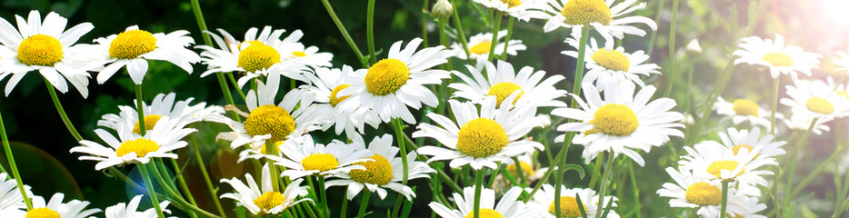 Web banner with garden daisies under sunlight. Floral background
