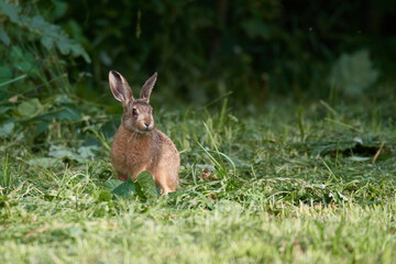 Wildkaninchen in urbaner Umgebung	
