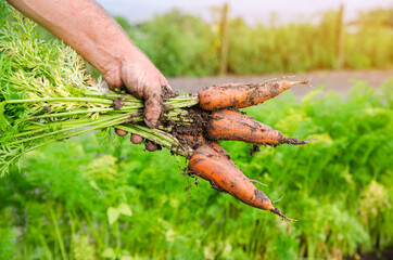 A farmer harvesting carrot on the field. Growing organic vegetables. Farming, agriculture. Freshly harvested carrots. Seasonal work. Selective focus